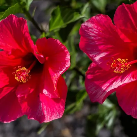 Мини-отель Azulfit Surya Yoga & Pilates Retreat *